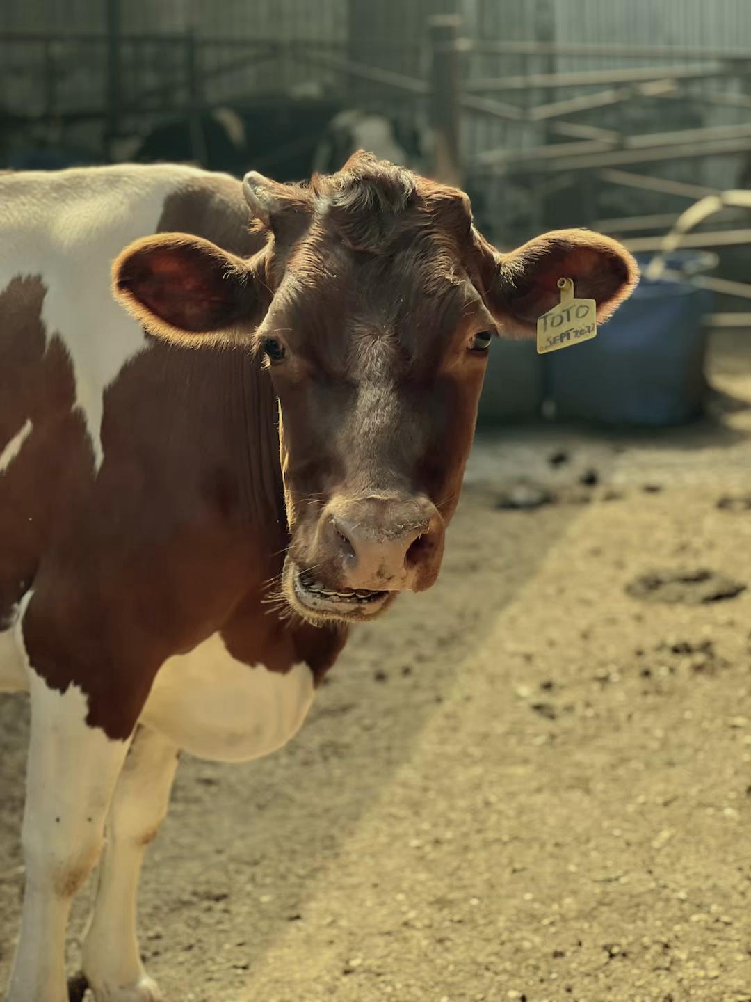 @Dairynetworks