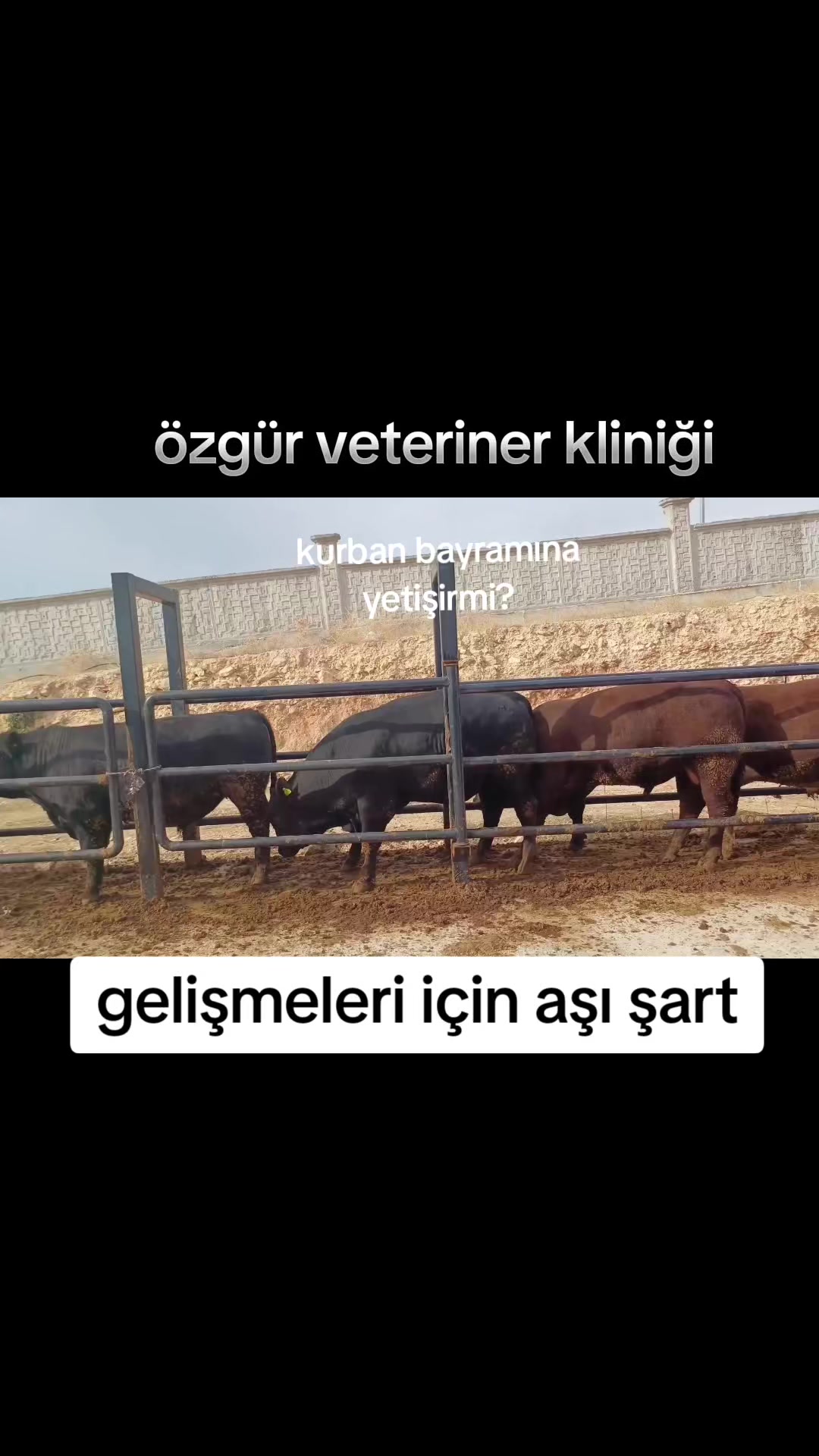 @Vet. Hek. Mehmet bozan SAMAK