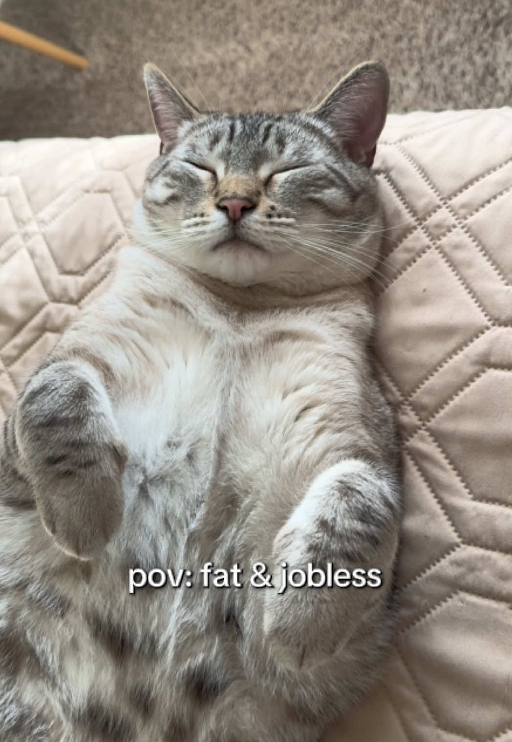 @furtastic4cats