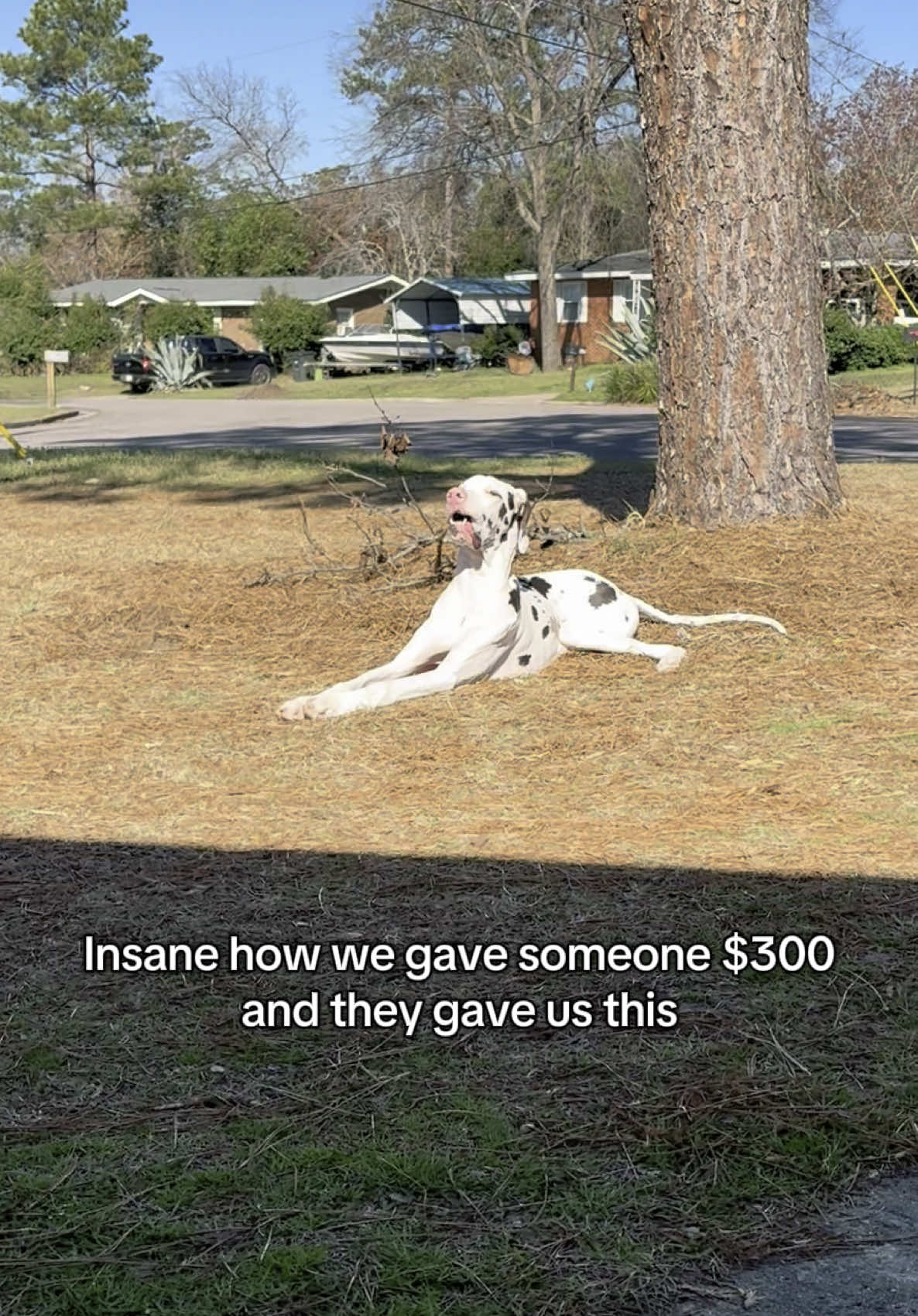 @stonethedane