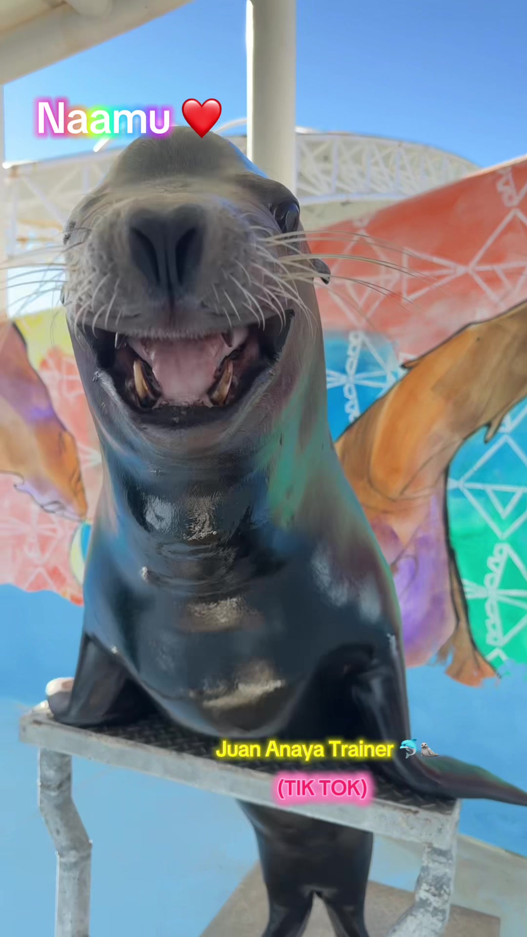 @Juan Anaya Trainer 🐬🦭