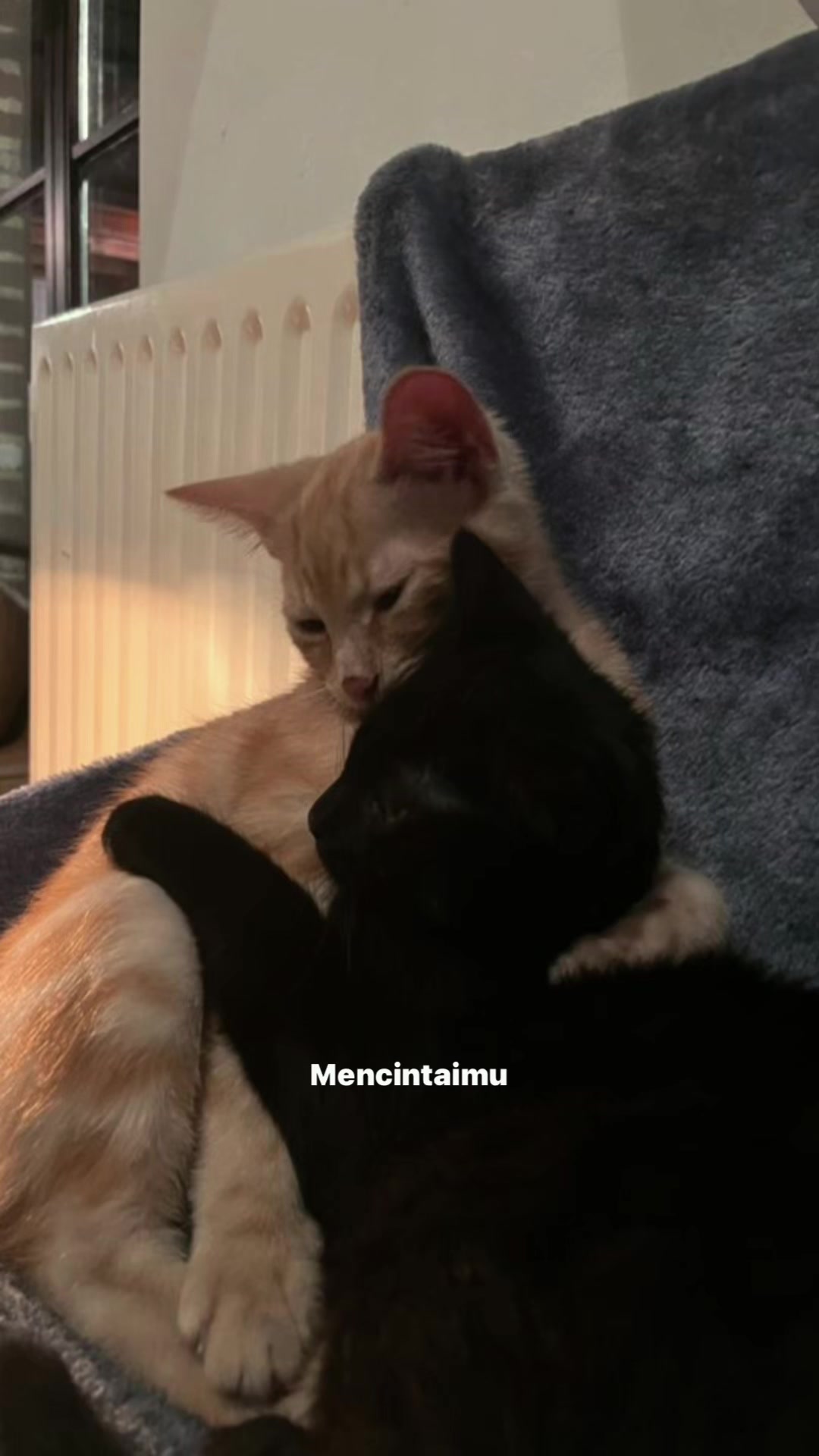 @^~^