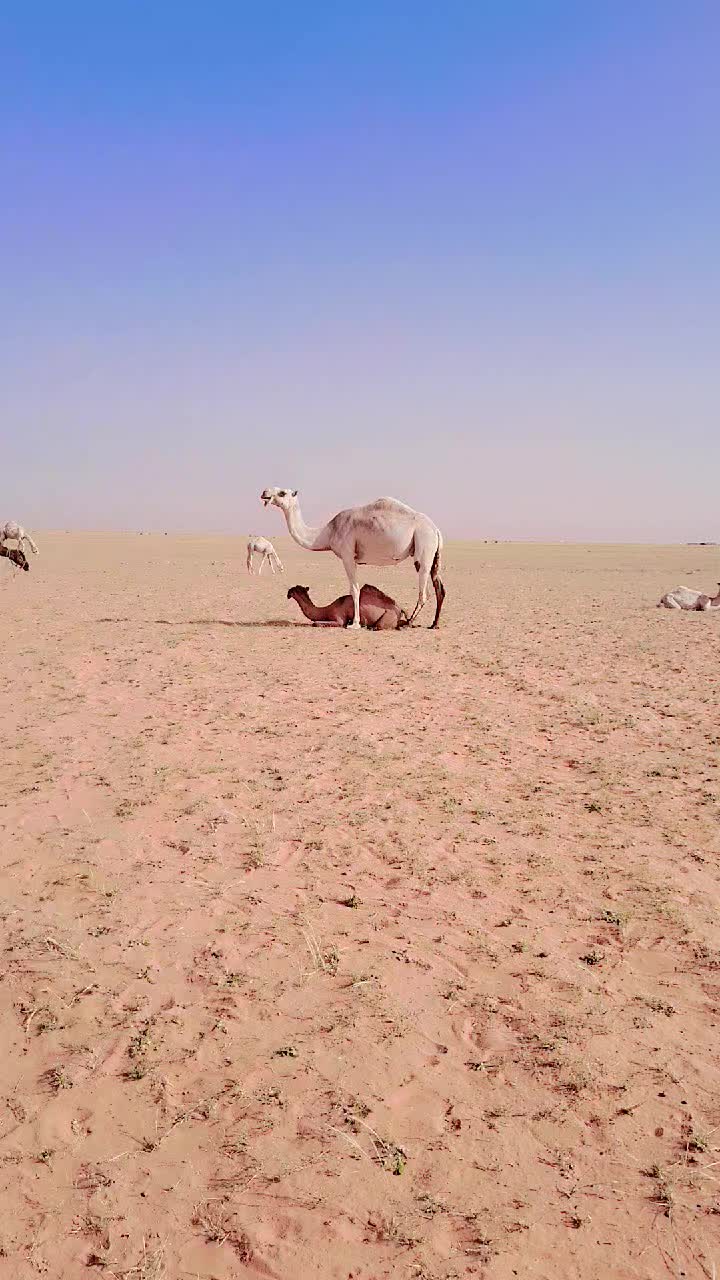@hazarilal