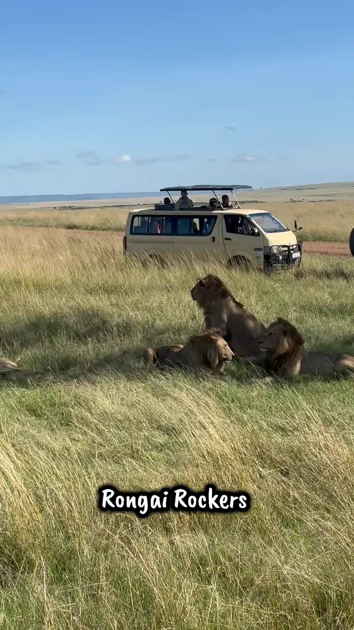 @Leonie 🦁 (Orpadan's version)