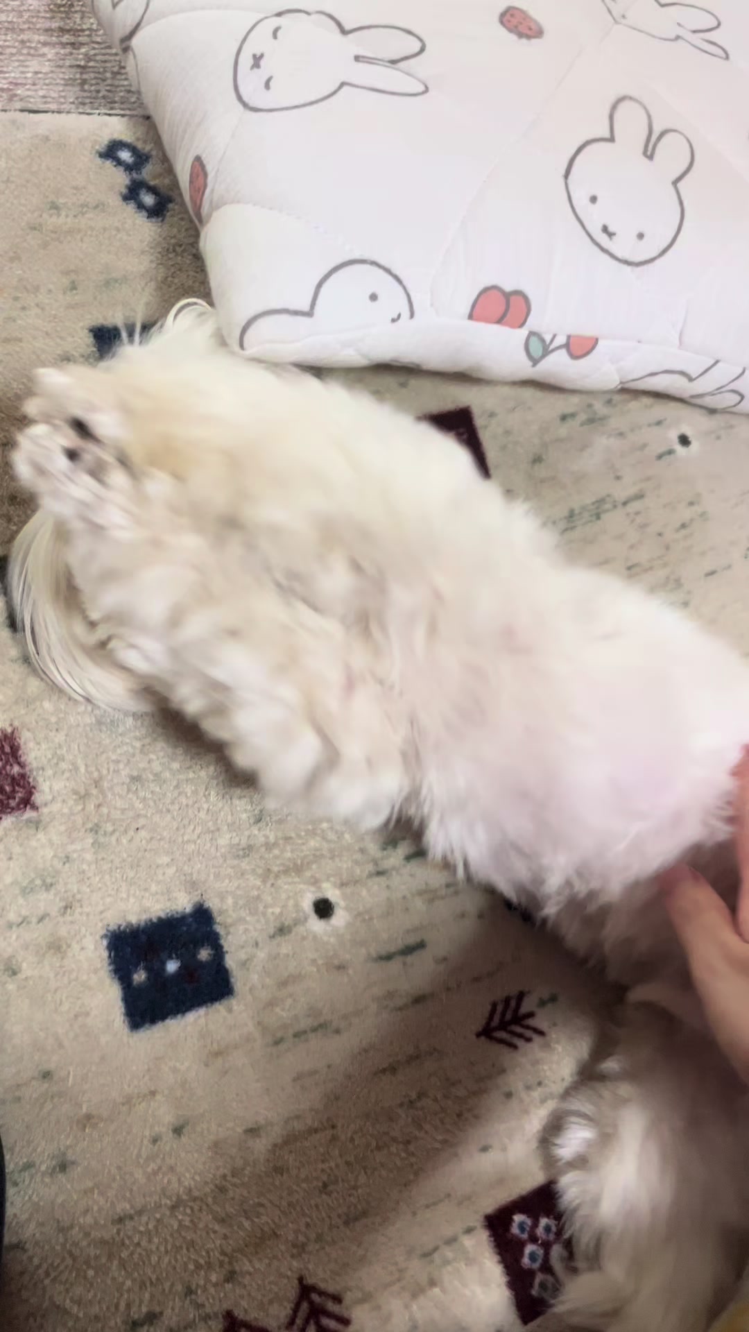 @Yuka🐈&zwj;⬛🩶