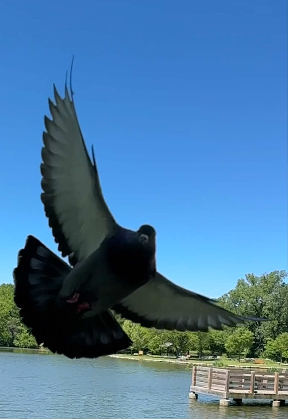 @Beebee The Pigeon