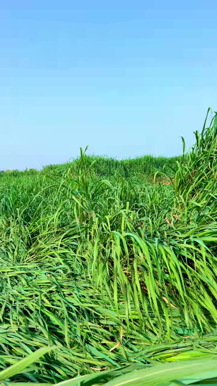 @Muhammad Shahzaib