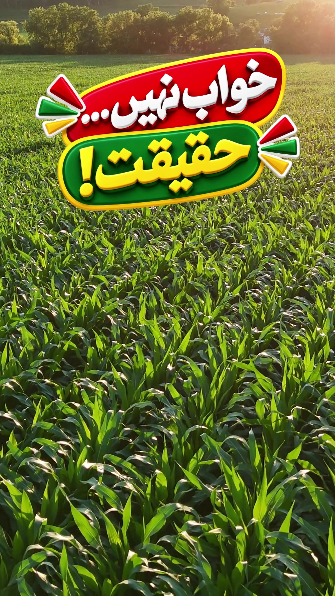 @hafiznaseer11