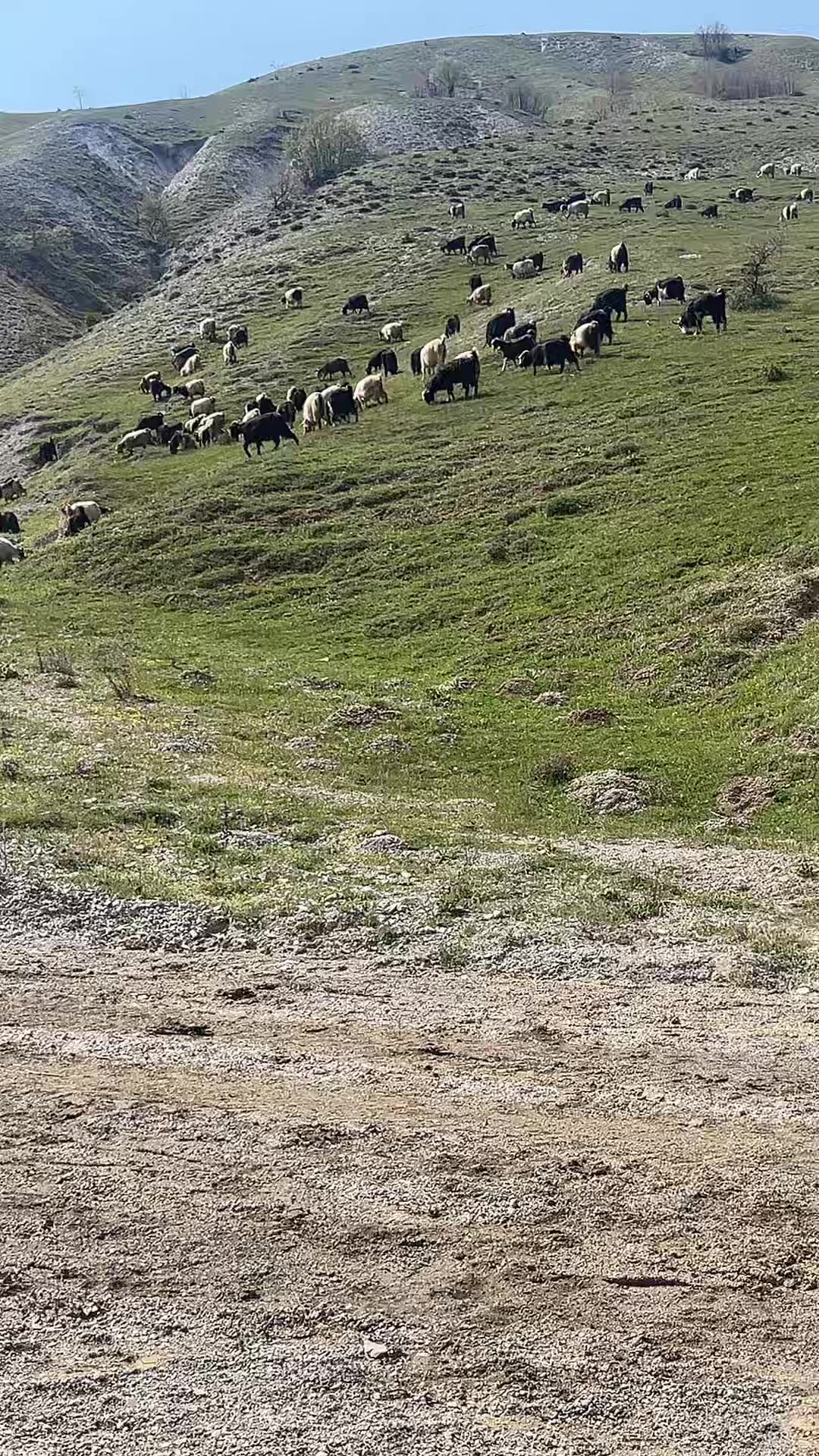 @Gazi.sarıkaya