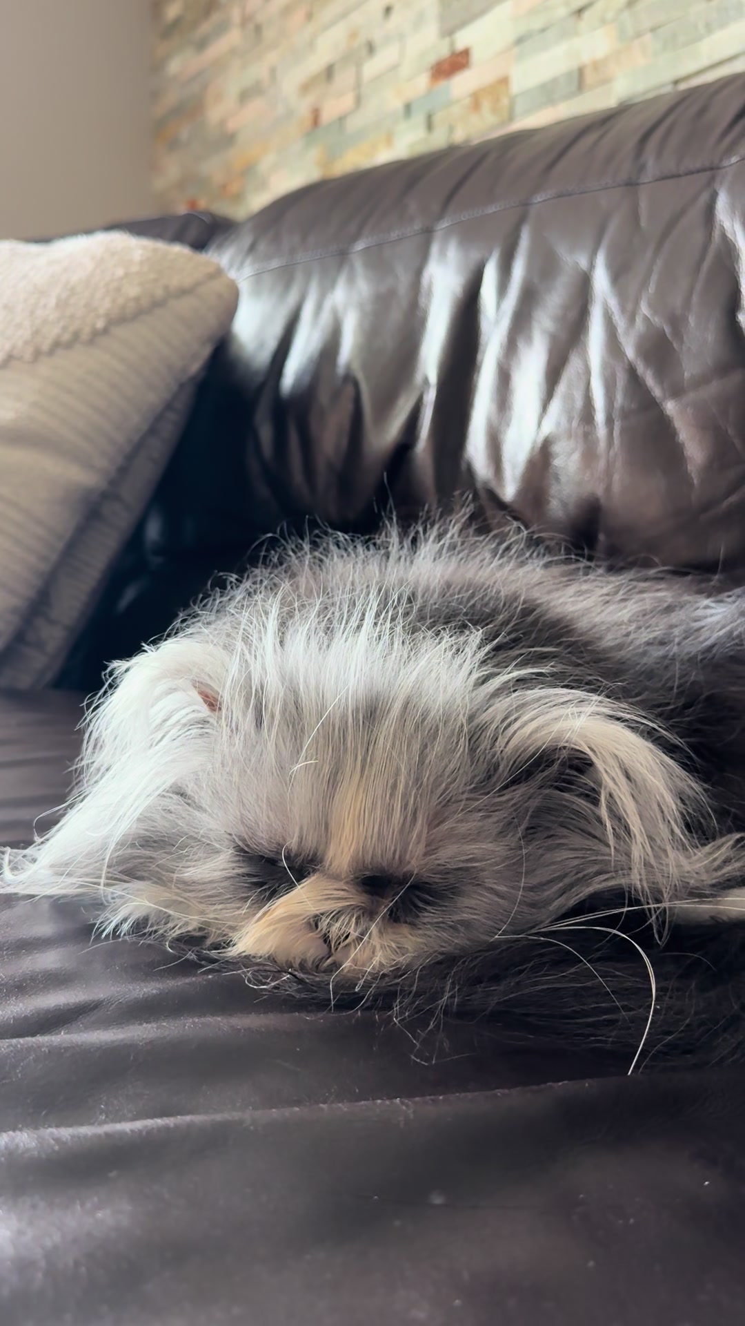 @atchoumthecat