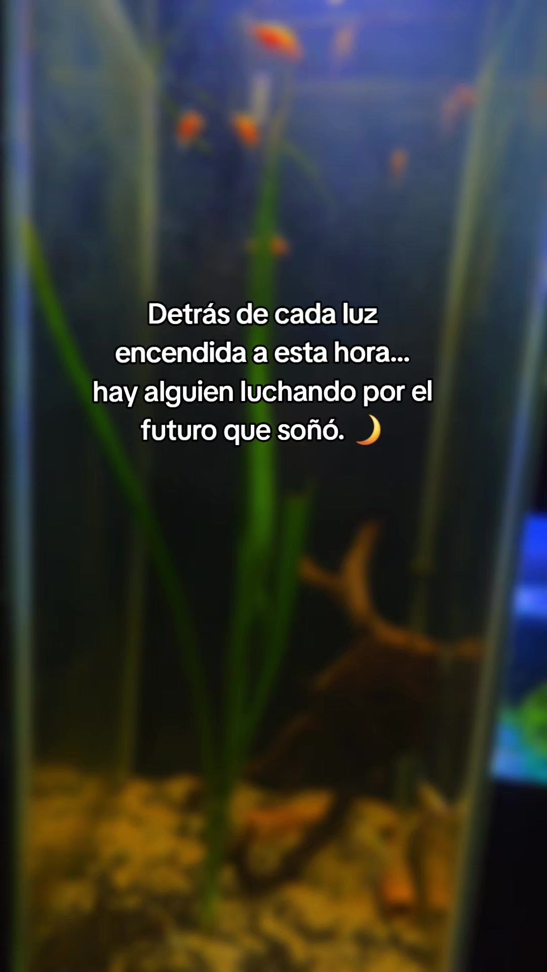 @Acuario Zoo Fish💙