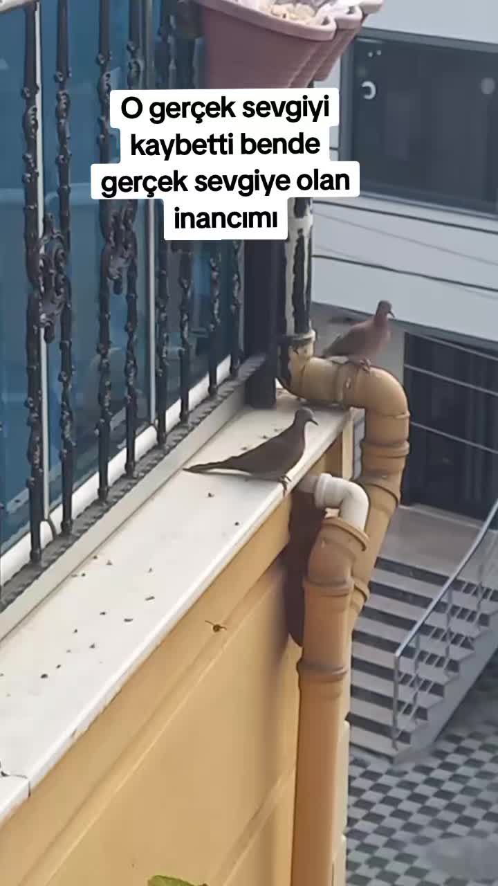 @🔥AYŞEG&Uuml;L ŞİRİNOĞLU🔥
