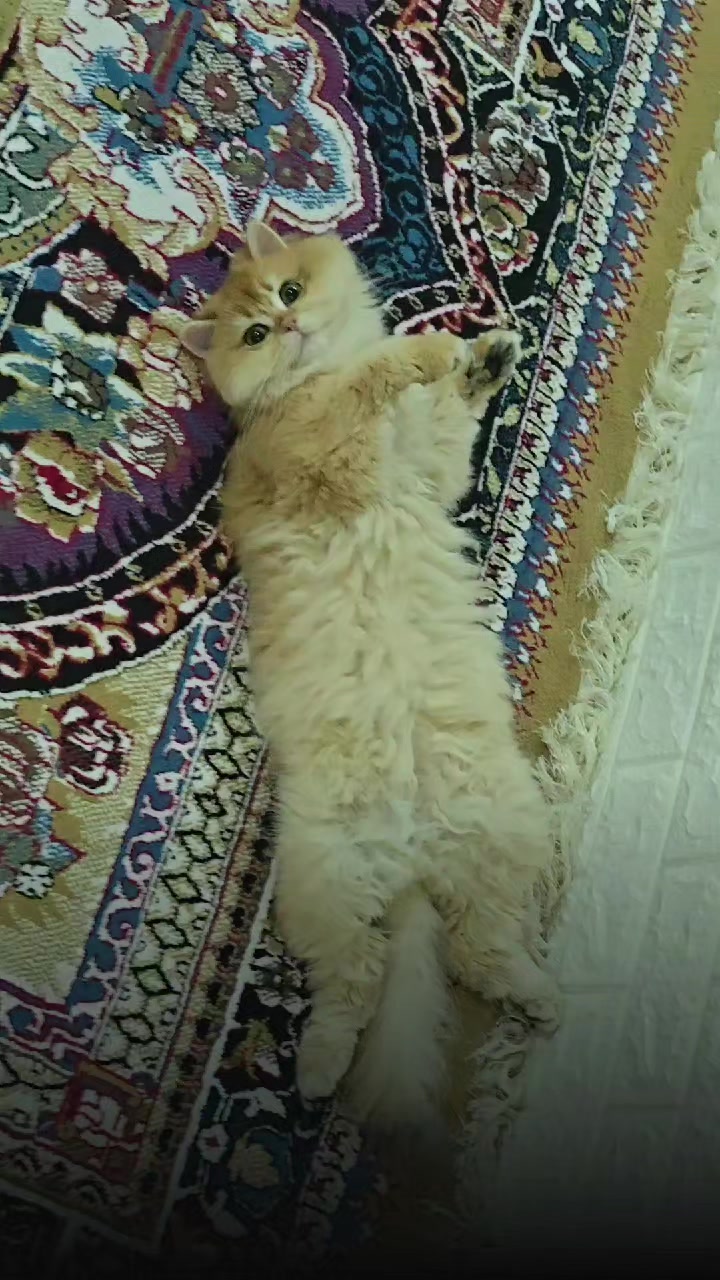 @سێ پشیلەکە🐾