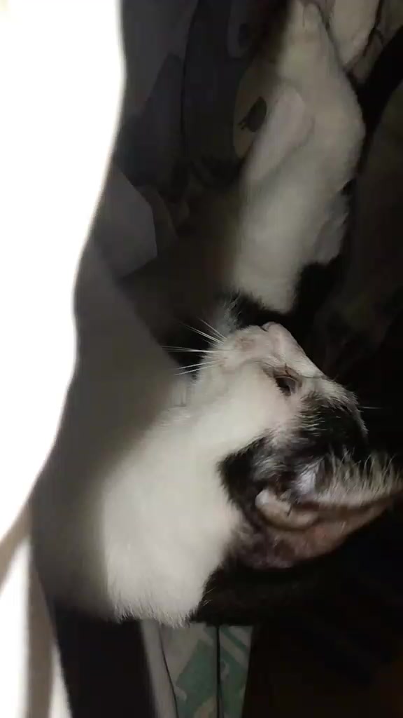 @sny meow🐈