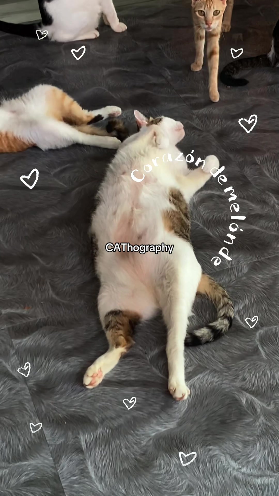 @CAThography