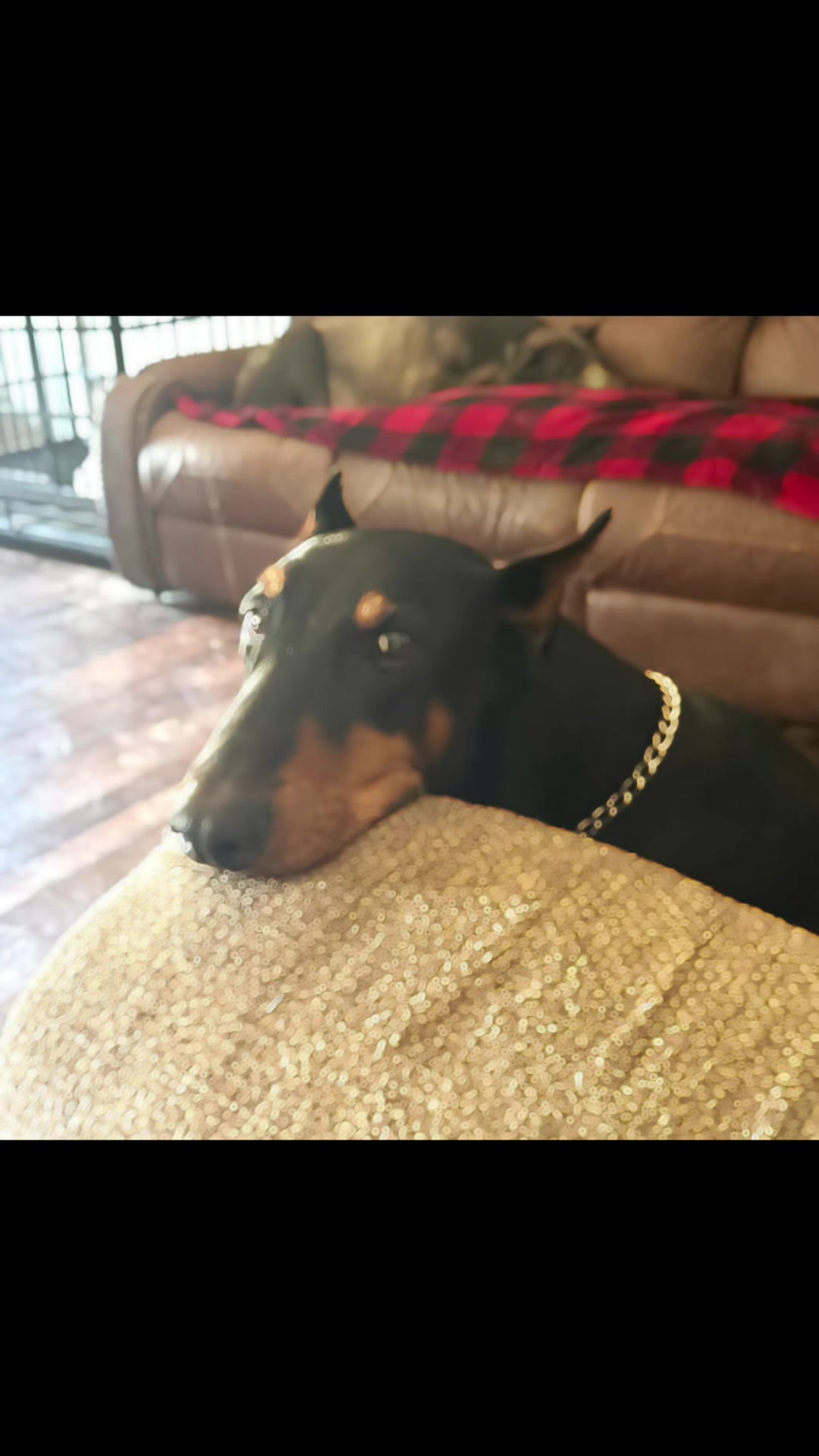 @Turnbull Dobermans