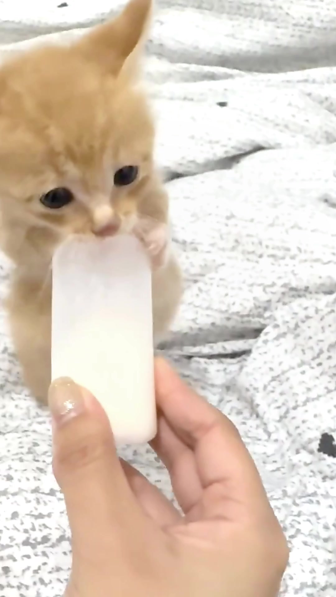 @catbosssss