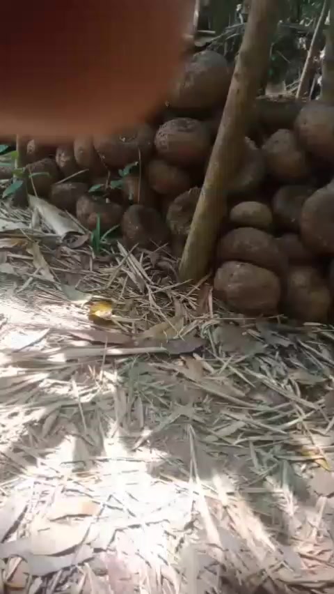 @mujijayaporang