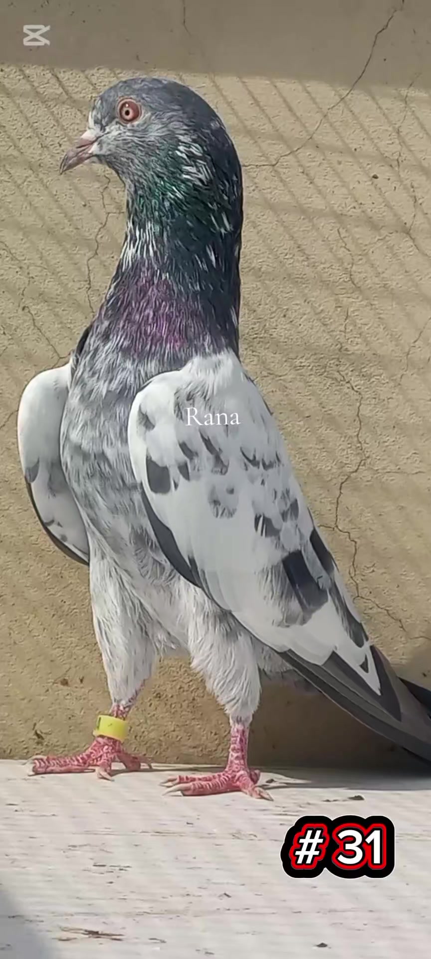 @Ranakasuripigeon