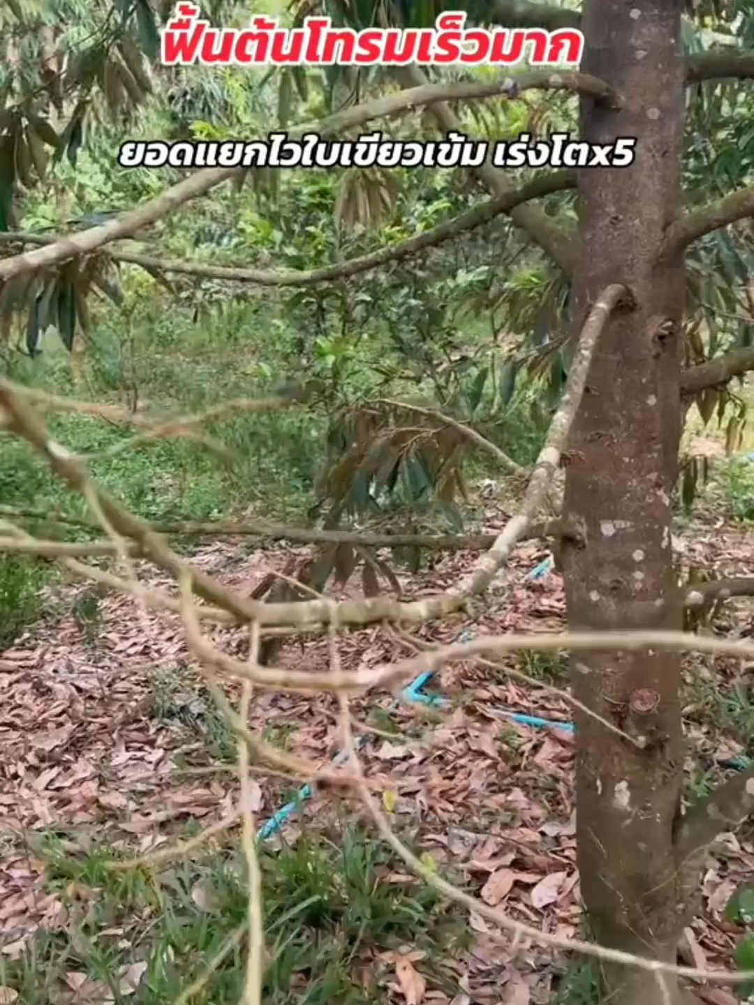 @Dasshu Z1000 ปุ๋ยชีวภาพ