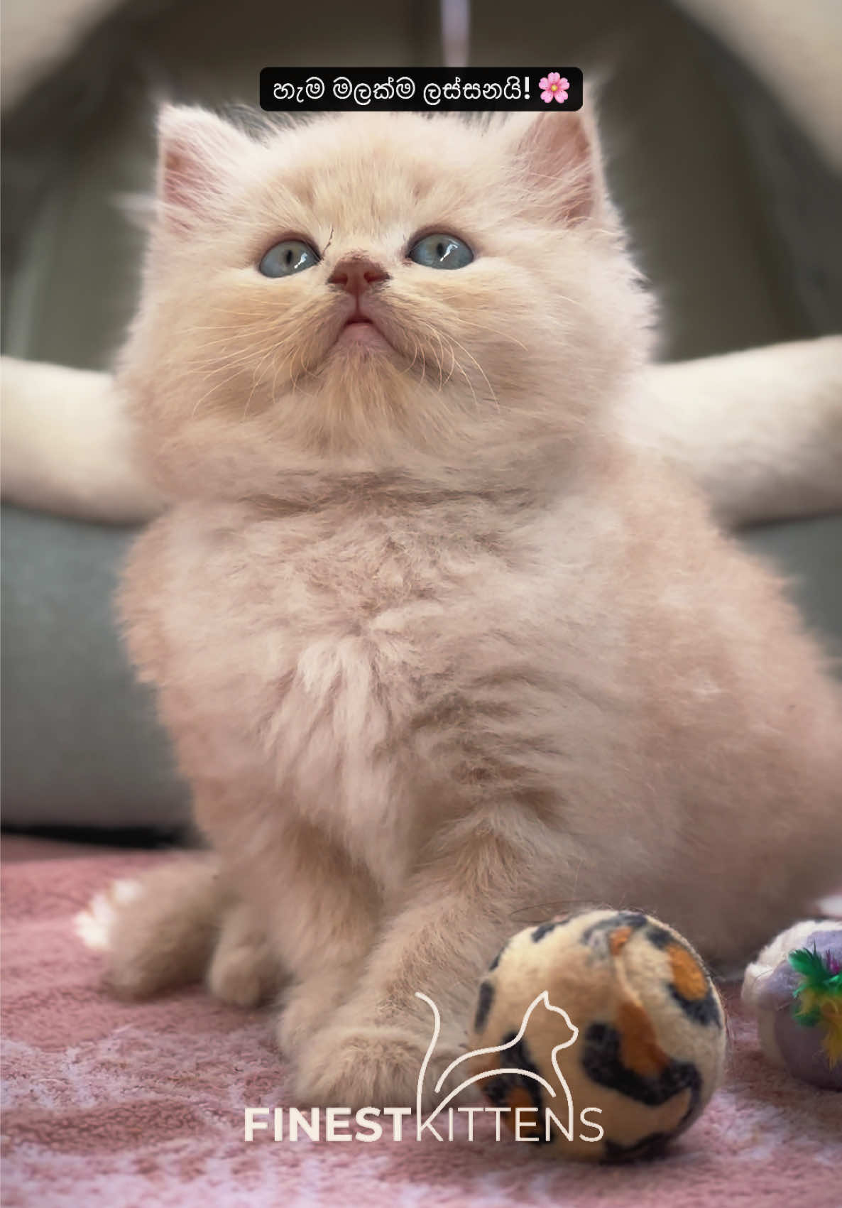 @FinestKittens