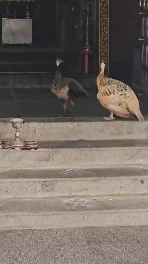 @Jawi Sri Thandayuthapani