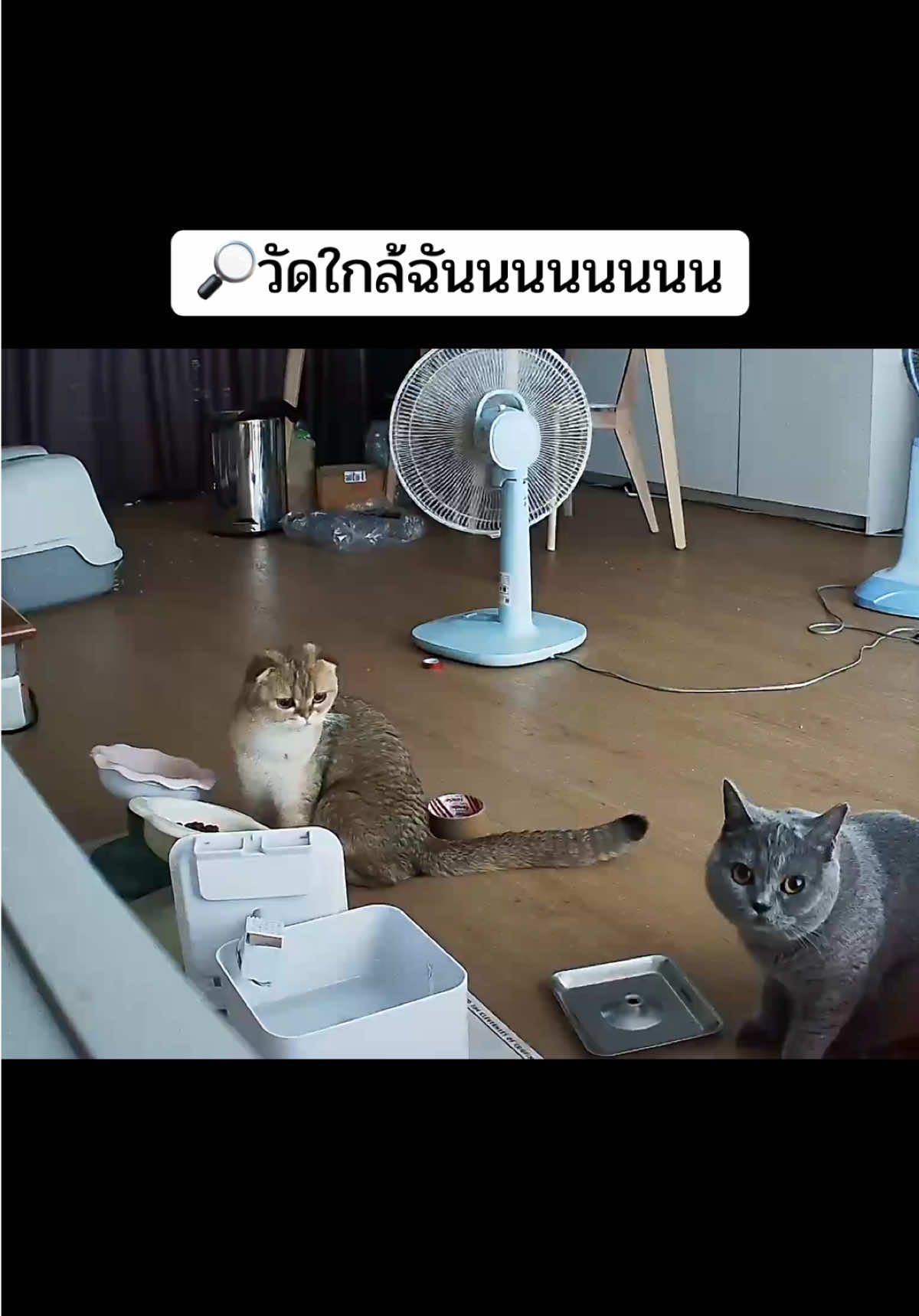 @ชิก้ามีน้องชื่อปลาเผา