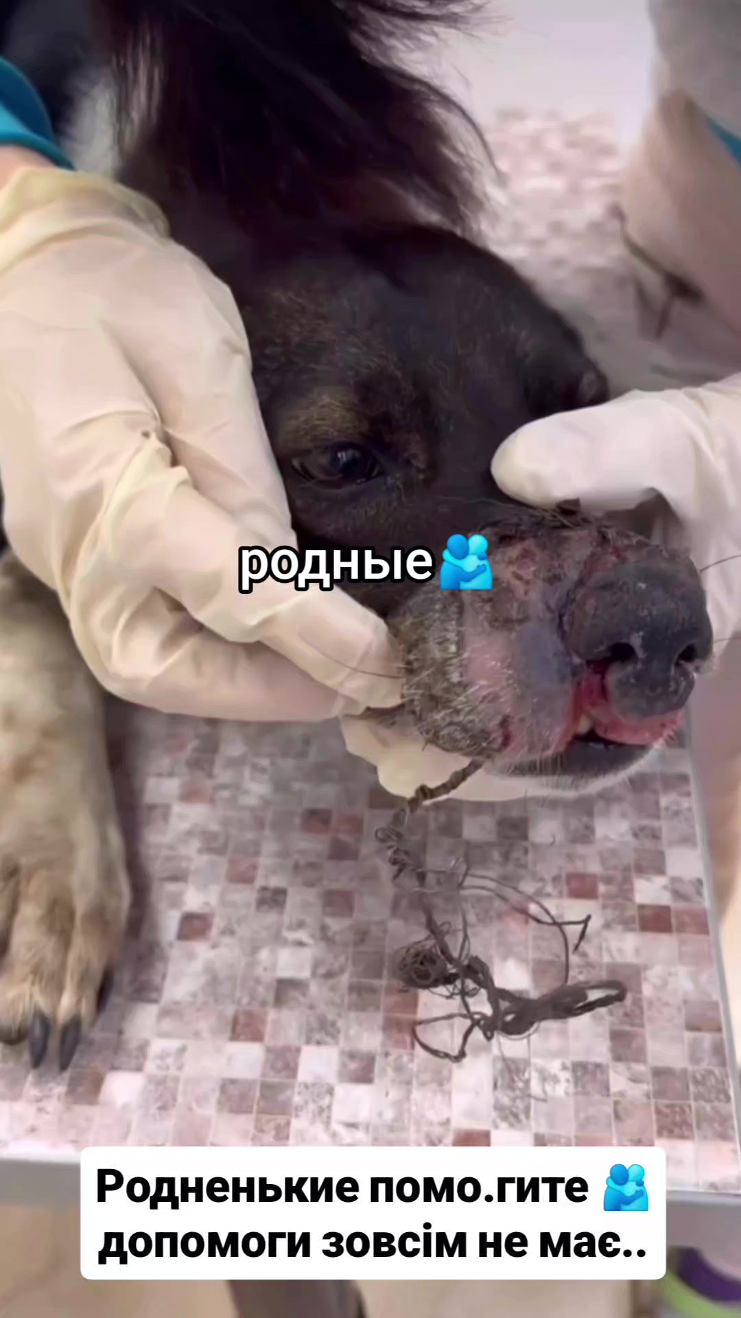 @animal
