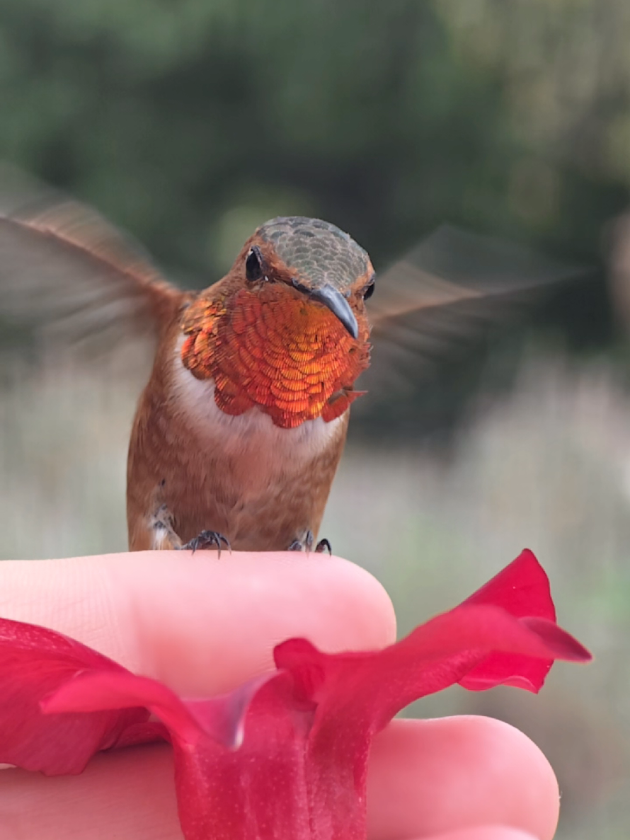 @unreal_hummingbirds