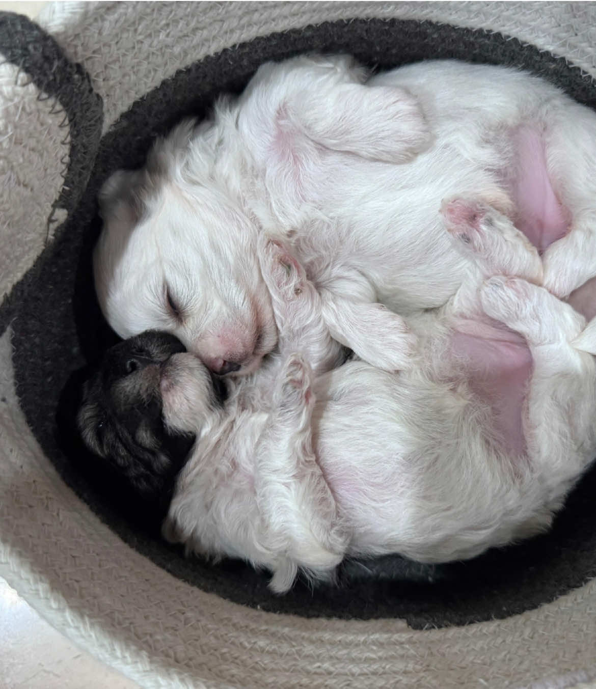 @Monseri Puppy
