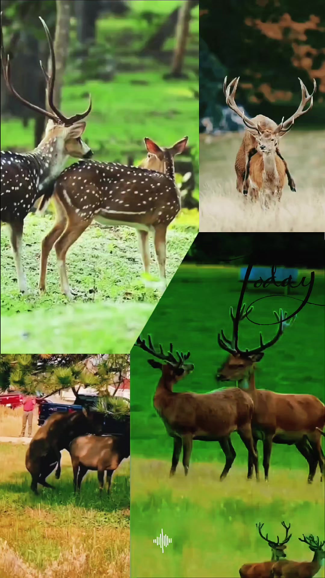 @love animal