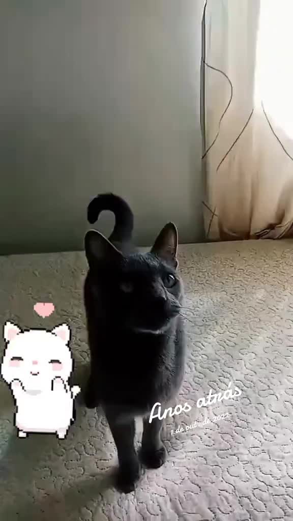 @O GATO ZEZÉ