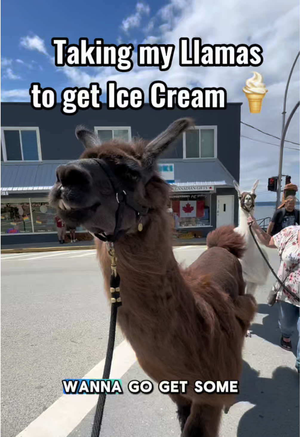 @The Llama Company