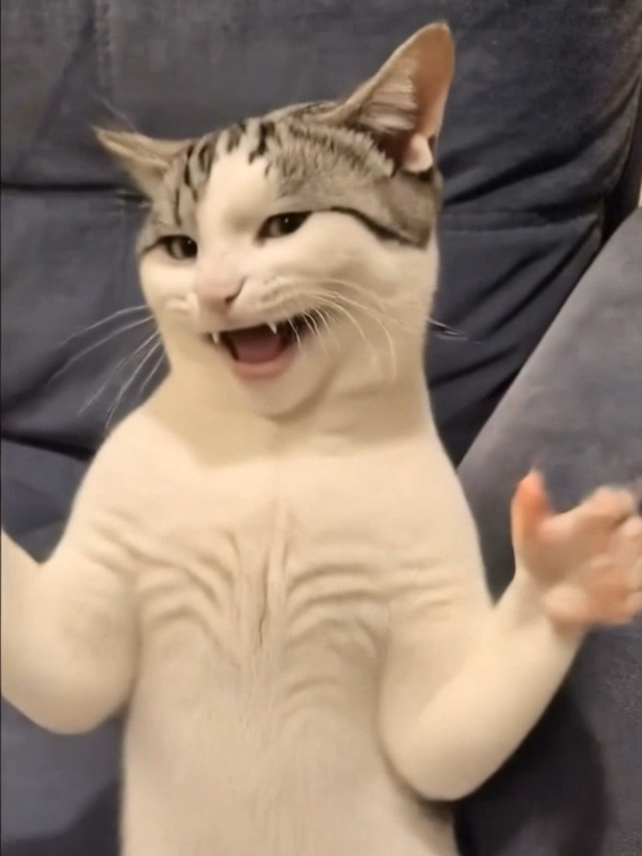 @Я кошка Зинаида