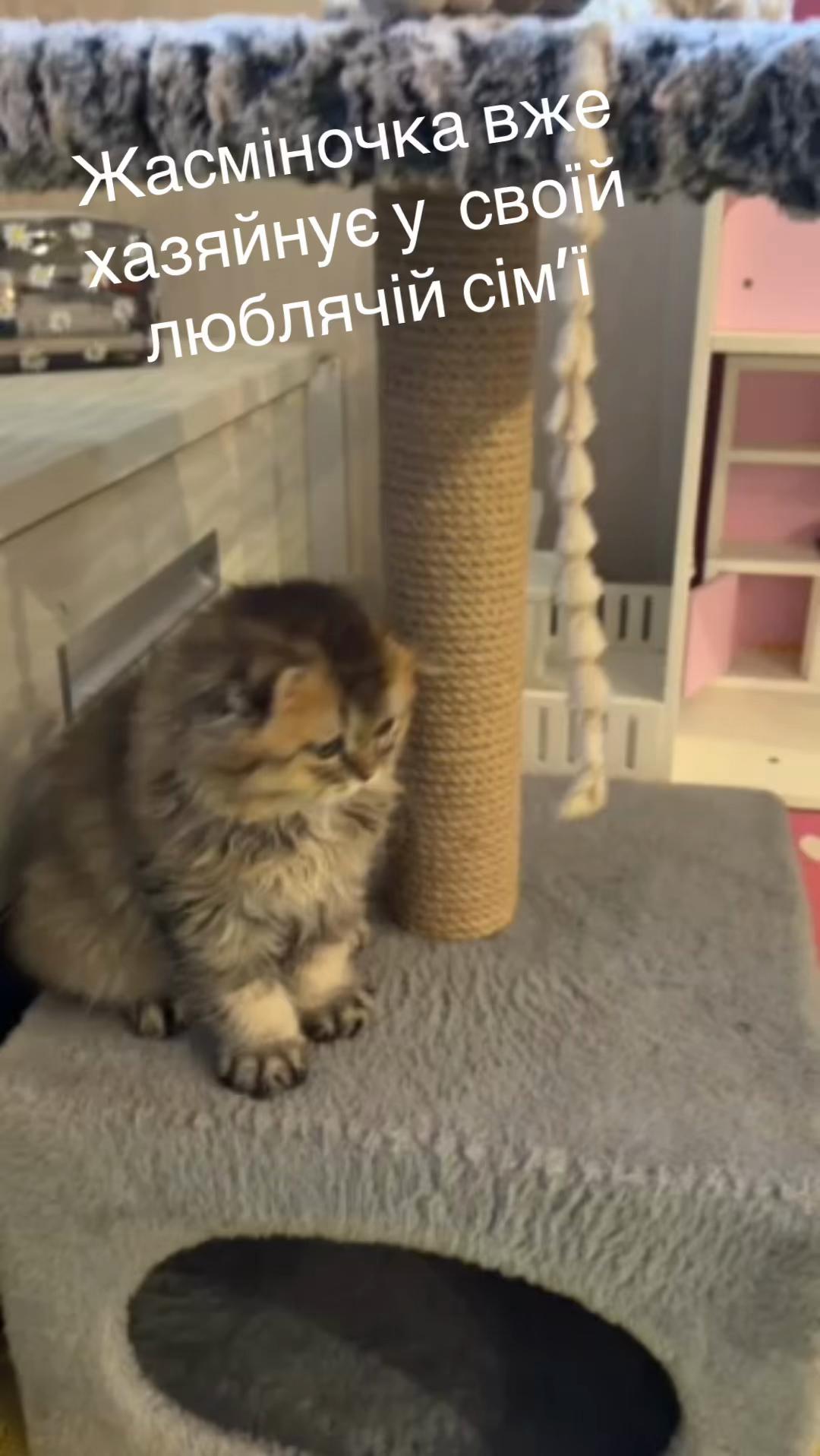 @Джессі-Річчі