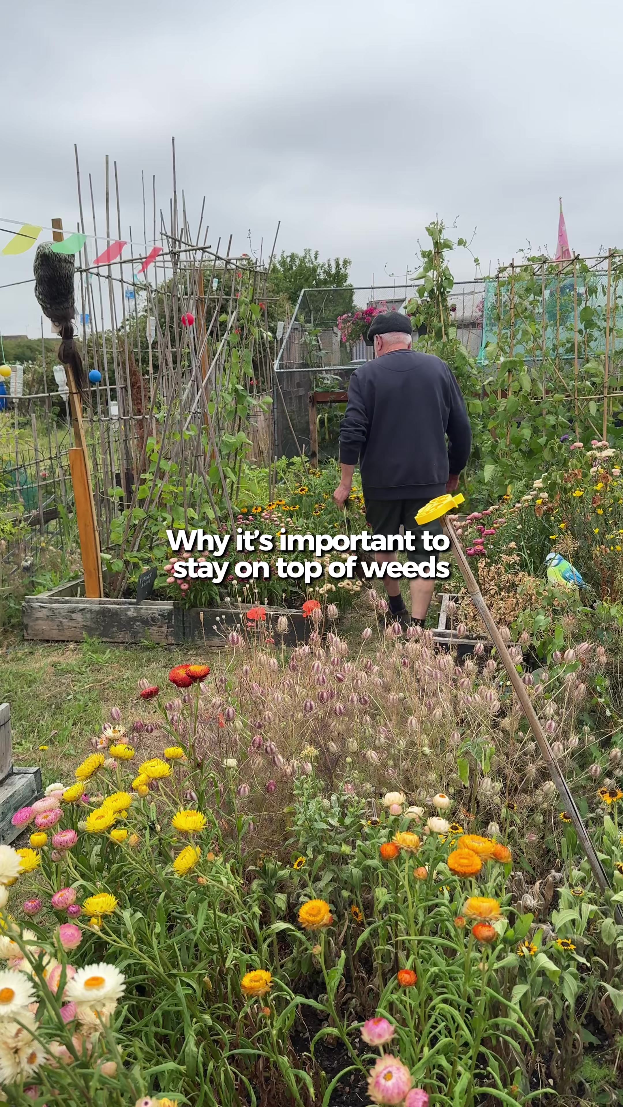 @AllotmentOnline