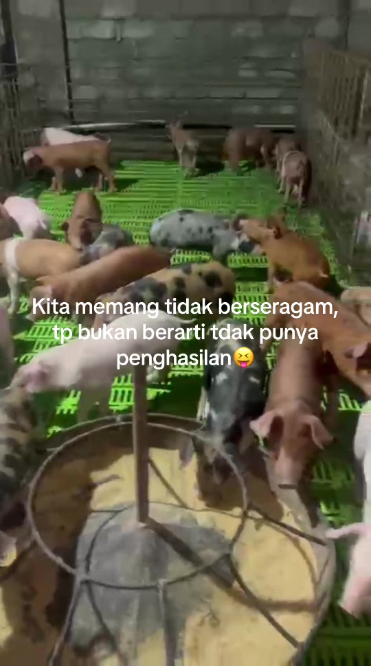 @Twinspiggyfarm01