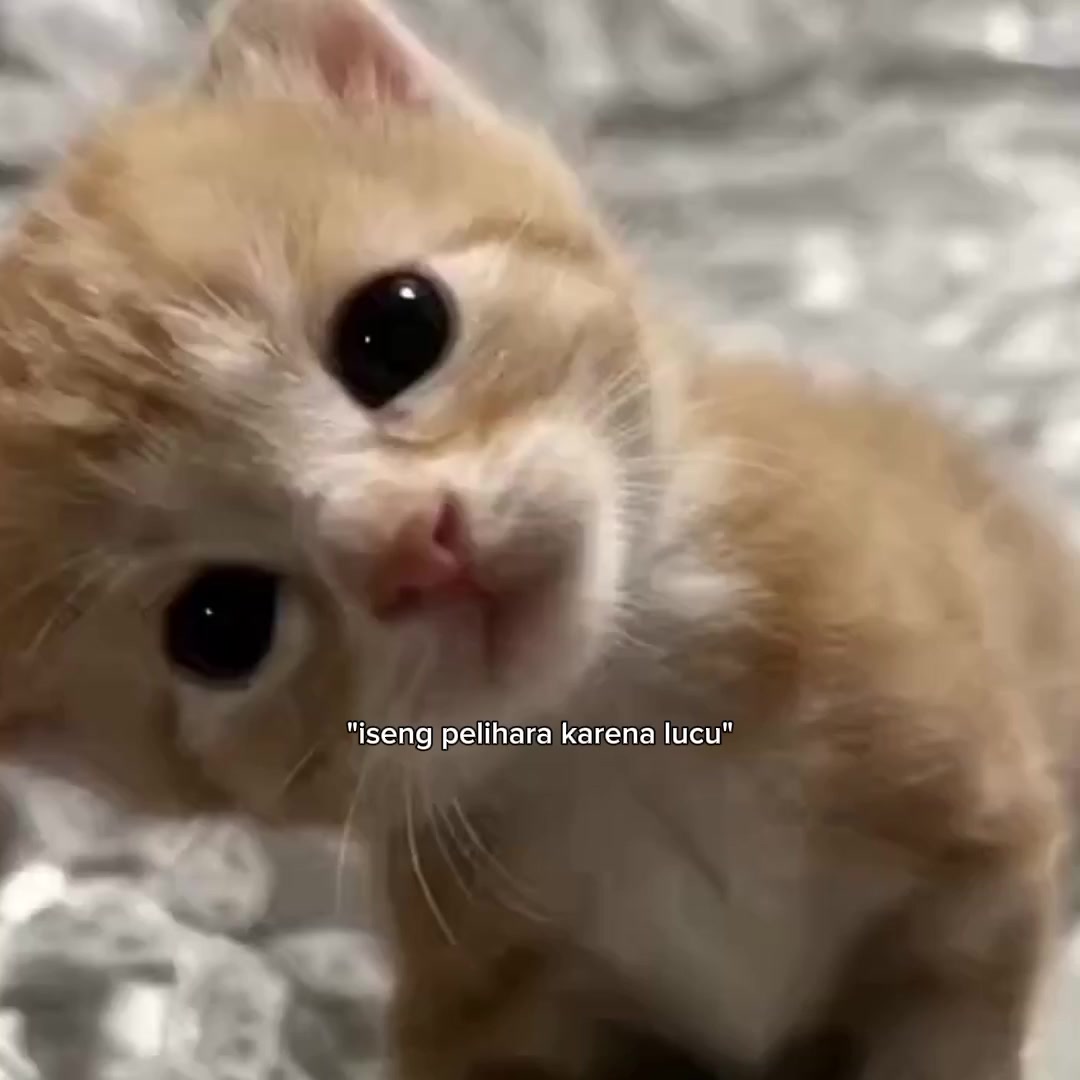@anxingf😾