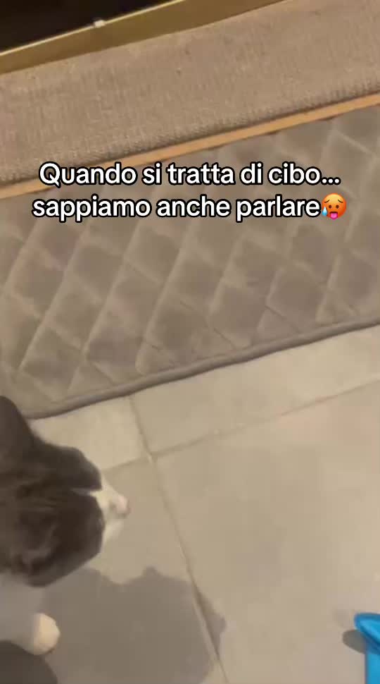 @ronnie_the_cat_be 💎