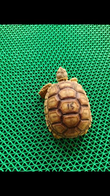 @ReptileTeamSby