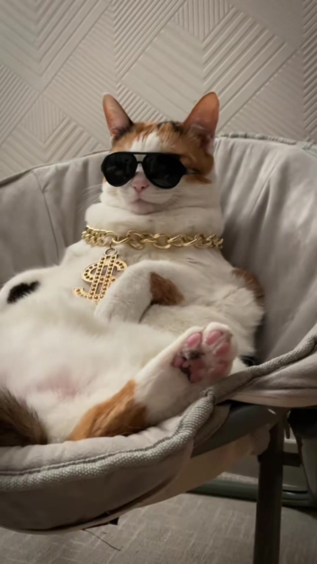 @Miyopet