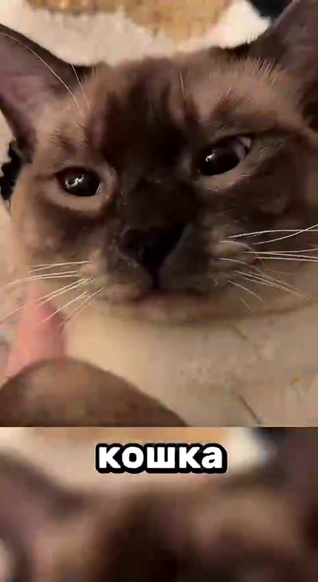 @yuki