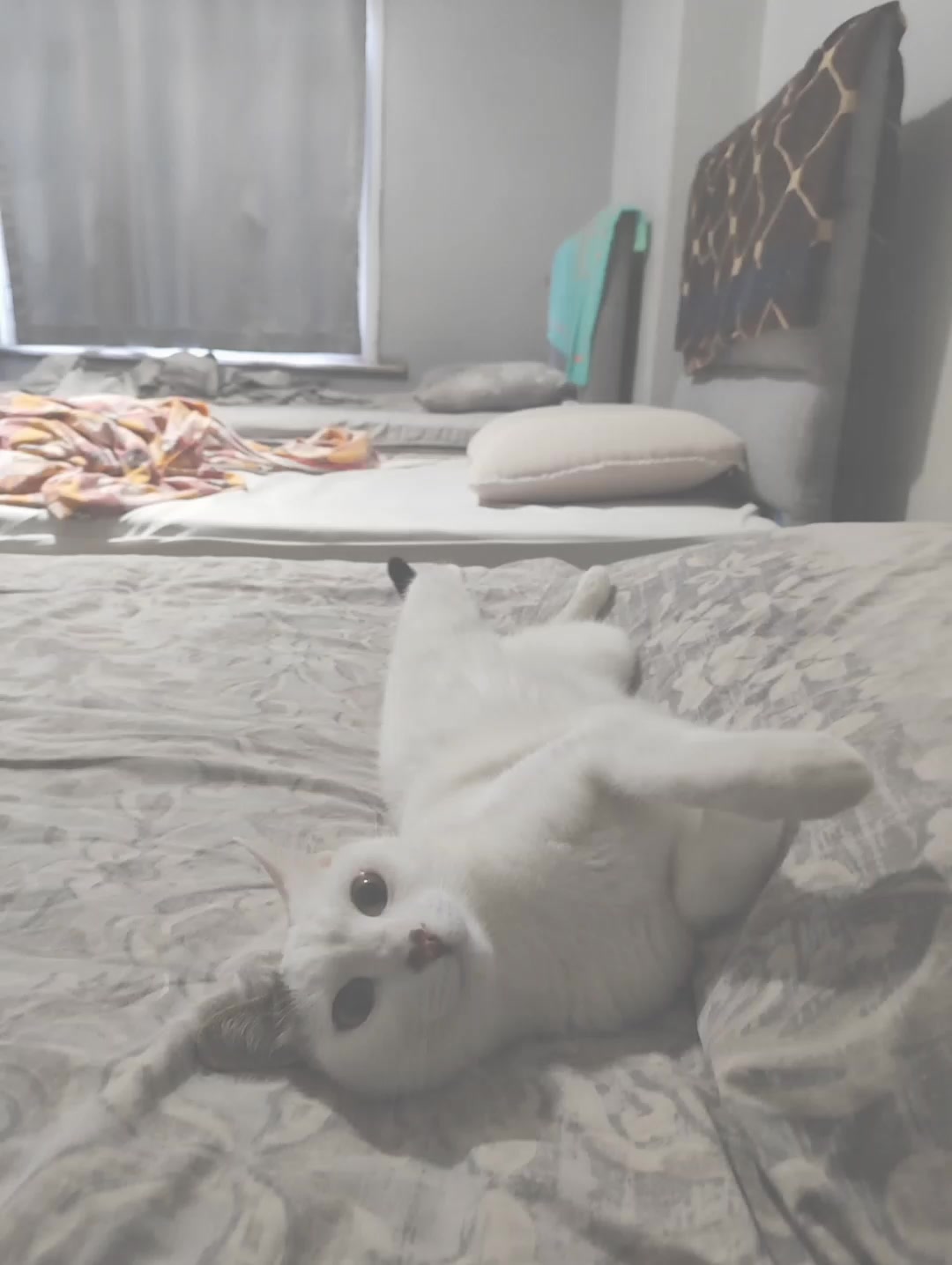 @cats264