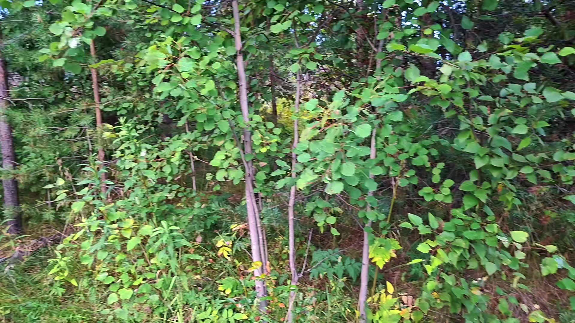 @𝘄𝗲𝗿𝘂𝗹𝗮𝘀𝗲𝗻