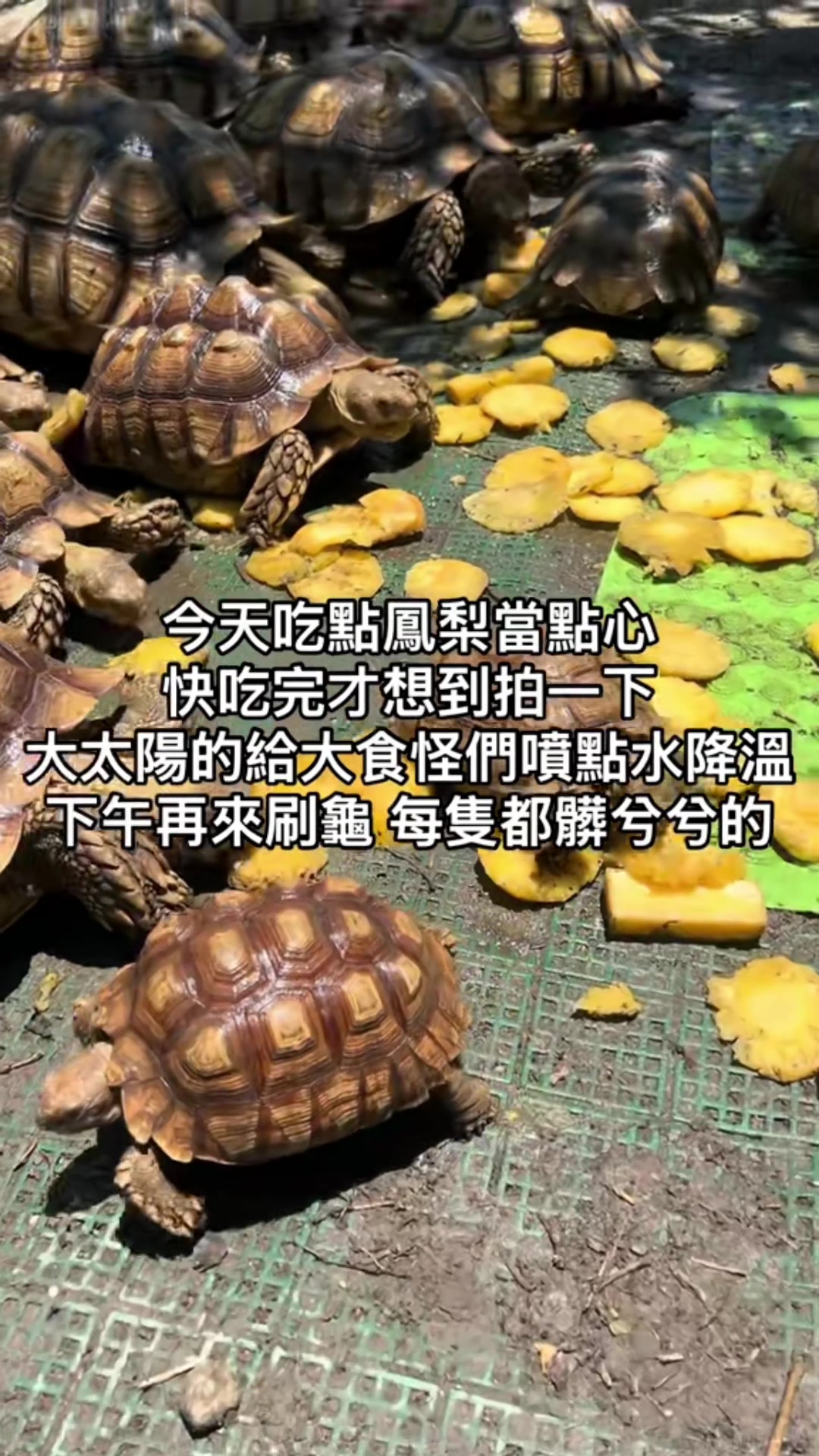 @琰 𝓛𝓸𝓷𝓰來了🐉〽️蘇卡達sulcata陸龜