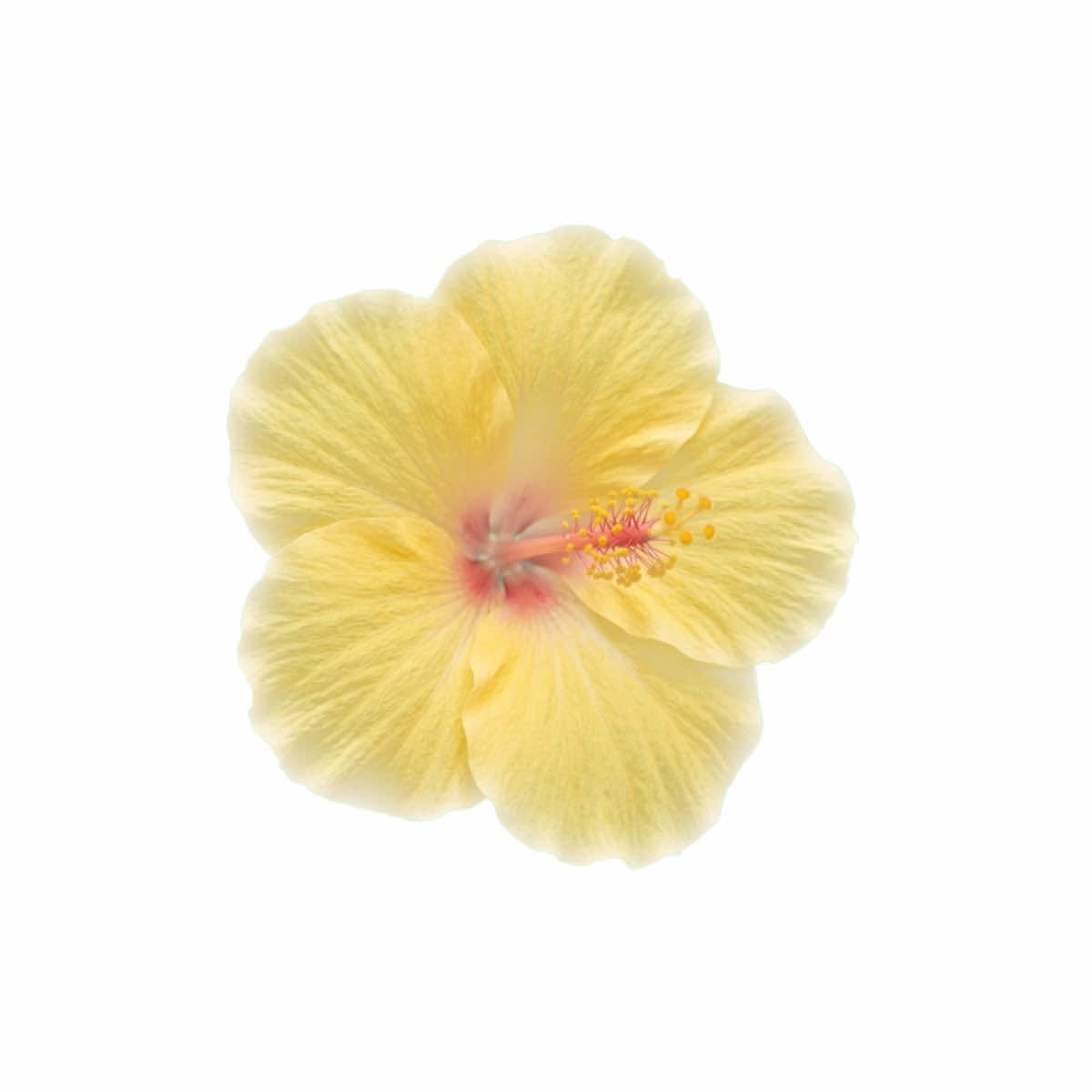 @ˏˋ°•*⁀➷