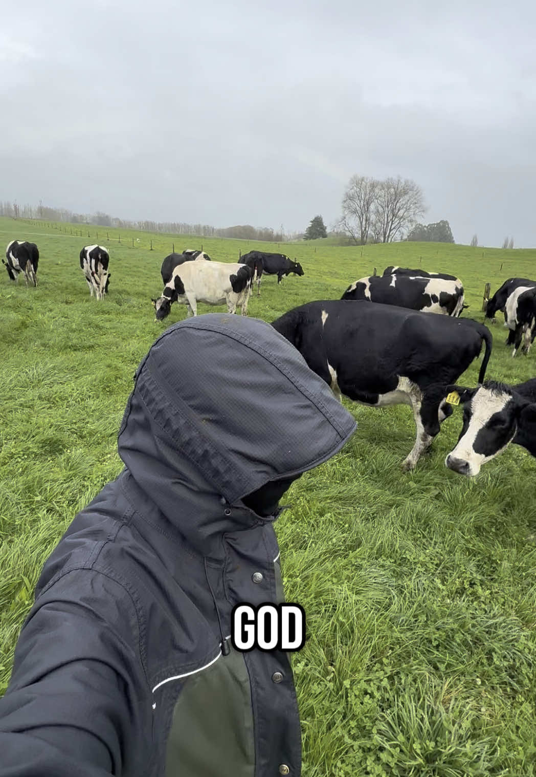 @DairyPov