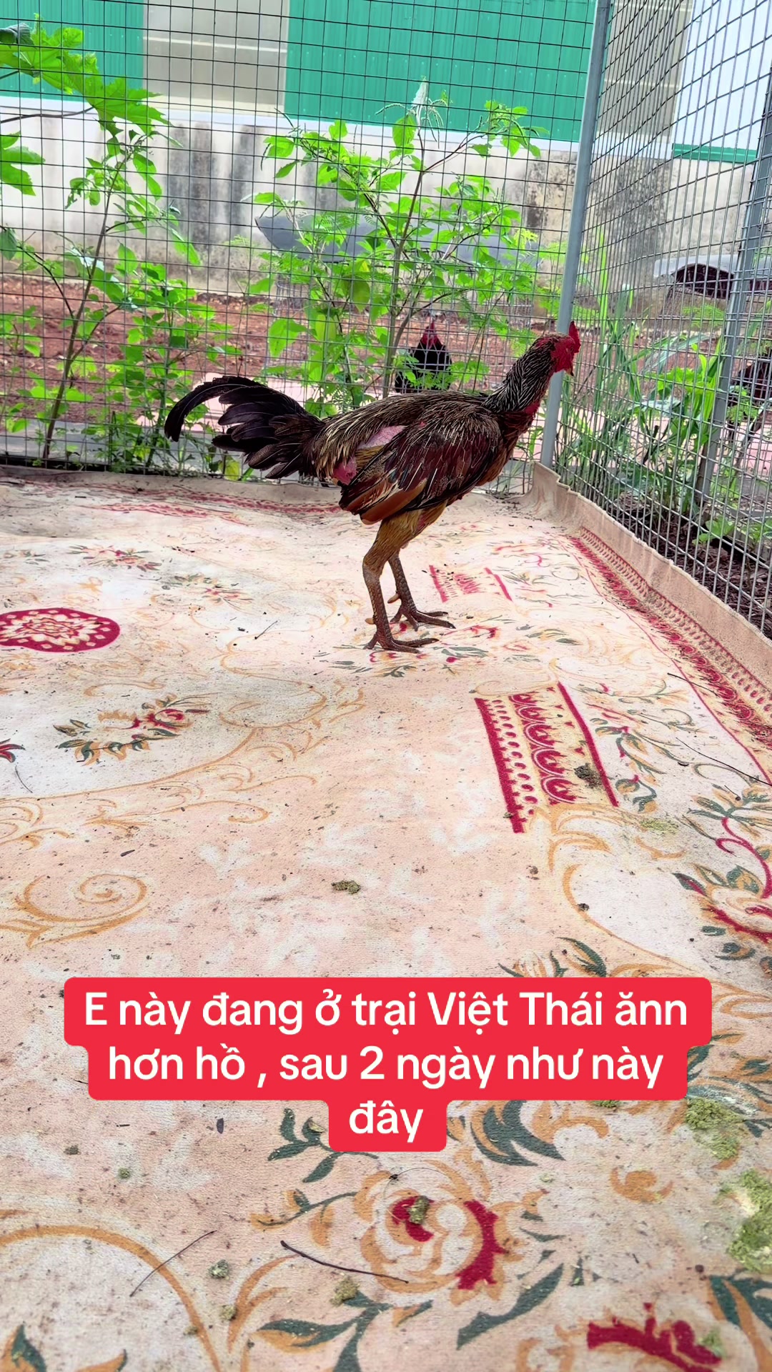 @Quyền Ba Vì
