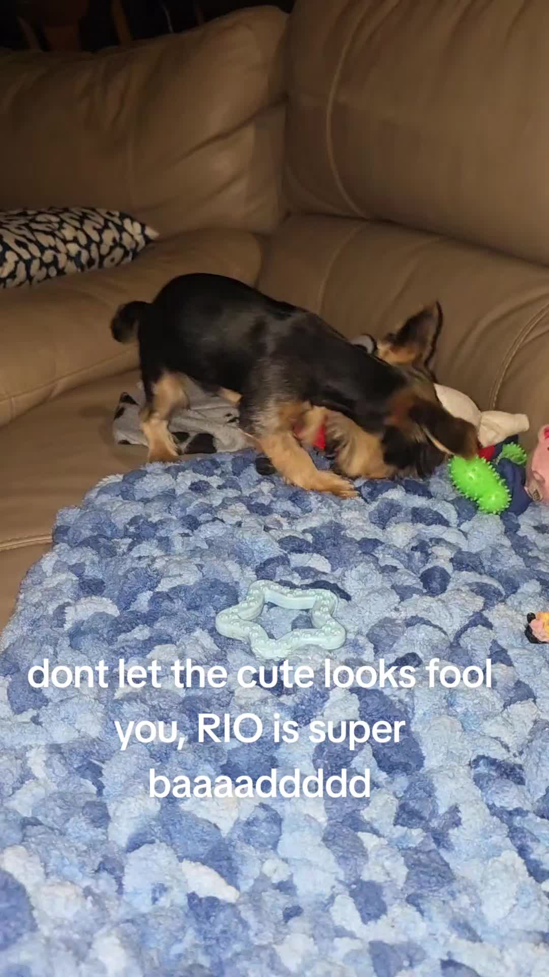 @SPI-RIO-cito