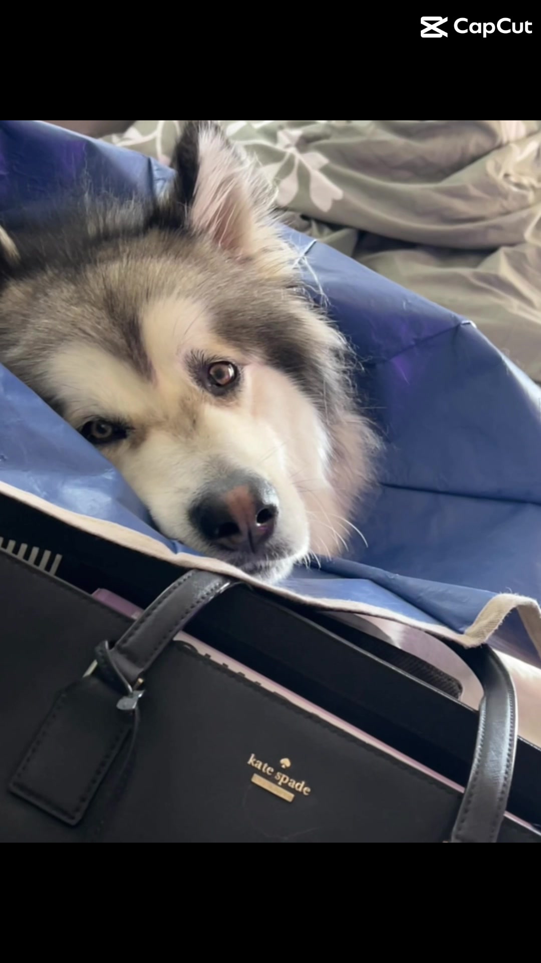 @KokaKoaTheAlaskanMalamute